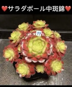 多肉植物アエオニウム錦❤️ピンクディジー❤️ - メルカリ