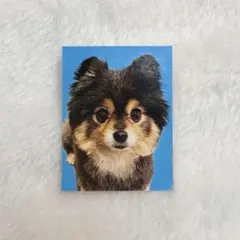 赤の他人の犬 証明写真 ガチャガチャ 犬 ガチャ