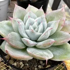 Top【選抜株】多肉植物 362982ヌダ錦 22個 鉢無し/脱土 - メルカリ