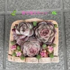 多肉植物寄せ植えセット　レッドベリー錦入り