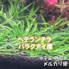 かもっちゃん様 リクエスト 2点 まとめ商品