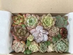 多肉植物 エケベリア セダム カット苗 詰め合わせ 寄せ植えセット多肉弁当