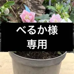 べるか 様専用　クリスマスローズ　ポット発送