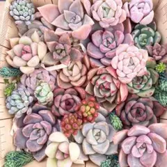 多肉植物　寄せ植え　セット　詰め合わせ　カット苗　エケベリア　セダム　韓国苗