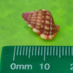 貝殻No533