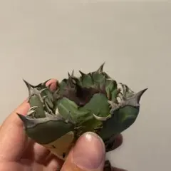 2026年最新】オアハカ アガベの人気アイテム - メルカリ