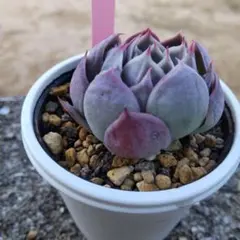 2026年最新】miya苗の人気アイテム - メルカリ