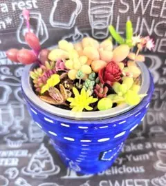リメイク鉢と寄せ植えカット苗セット⑩　多肉植物　青　デニム