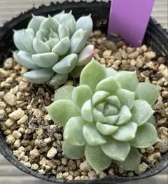 つぶつぶ屋✡️小梅ちゃん✡️おつぶー 多肉 寄せ植え つぶお&つぶみ つぶつぶ屋✡️小梅ちゃん✡️おつぶー 多肉 寄せ植え つぶお&つぶみ