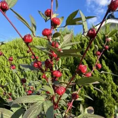 ハイビスカスローゼル種(150粒)