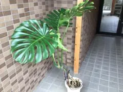 モンステラデリシオーサマクロコズム超希少系統鉢植え103㎝ - メルカリ