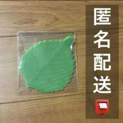 Item thumbnail for item 5fcd94ed-49c7-4071-b0c7-8bd0b2720ef1