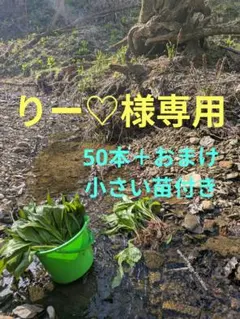 2026年最新】行者ニンニク苗100本の人気アイテム - メルカリ