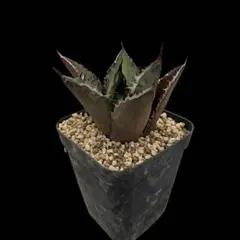 アガベ　ブラックファイヤー　ハデス セット　鉢ごと アガベ ブラックファイヤー ハデス セット 鉢ごと