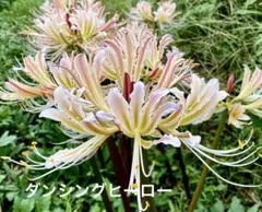 現物「リューコスペルマム・カーニバルサンライズ」7号 Leucospermum