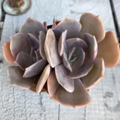 えみ様 リクエスト 2点 まとめ商品