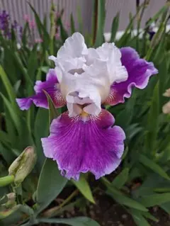 ジャーマンアイリス ★★ 抜き苗 球根 芋のサムネイル