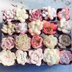 ⑨ サービス品！ 韓国苗　カット苗　 ミニ寄せ植え用　多肉植物