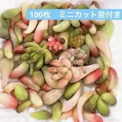 植*愛様 つぶつぶセダムとぷくぷく多肉の葉っぱ100枚　ばら撒き用　ミニカット苗
