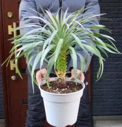 【本日のみ価格！】ユッカ ロストラータ　白青銀　幹立太　※超メルカリ市特価※ 2026年最新】ユッカの人気アイテム - メルカリ