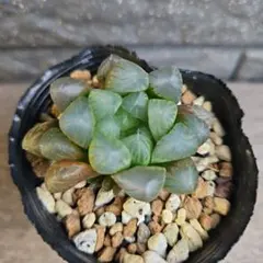 ☆りりママ様 リクエスト 2点 まとめ商品