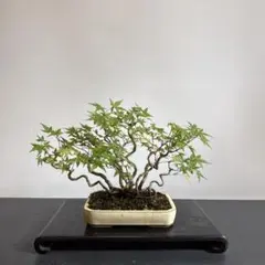 盆栽 紅葉 もみじと本ケヤキ盆栽をオマケ M3 - メルカリ