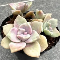 ma.yu.mi様 リクエスト 2点 まとめ商品