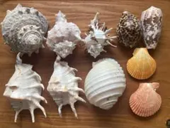 貝殻標本 ウミギクガイ チリボタン 20個セット海菊 二枚貝 貝 珍品