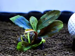 ブセファランドラ『アップルリーフ』【完全水中葉＆無農薬栽培】溶岩石活着株