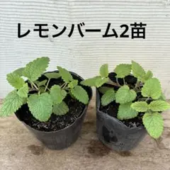 しらす*\(^o^)/*様 リクエスト 2点 まとめ商品