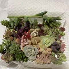 多肉植物とセダムのカット苗　詰め合わせ