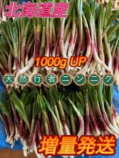 北海道産天然行者ニンニク。焼肉。天ぷら。お浸し。お土産。野菜。朝取り発送。