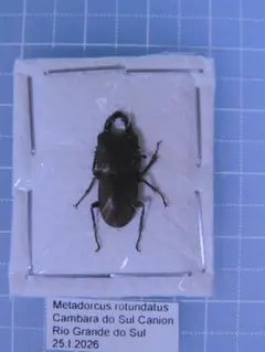 ブラジル産 カミキリムシ 標本 Poecylopyrodes pictus - メルカリ