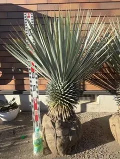 ユッカリギダ 15号鉢 降雪越冬株 - メルカリ