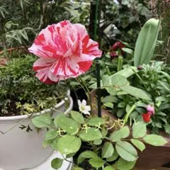 ヒロ様 リクエスト 2点 まとめ商品