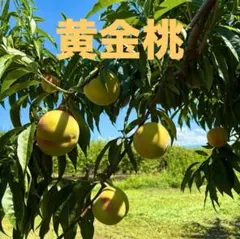 25本前後◇世界一、ゴールデン・キャッサバ＝太葉種◇挿し木枝＝60