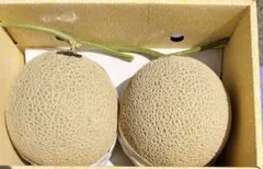 高知産 贈答用 温室マスクメロン 2玉 約4，6Kg 秀品 北海道沖縄発送
