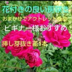 おまかせ薔薇抜き苗 1本 アウトレット価格 春咲きつるバラ「エクセルサ」 おまかせ薔薇抜き苗 1本 アウトレット価格 春咲きつるバラ「エクセルサ