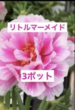 薔薇咲き 松葉ボタン苗　　リトルマーメイドのサムネイル