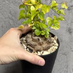 アフリカ亀甲竜　良型　ゴツゴツのサムネイル