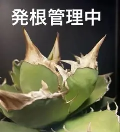 2026年最新】agavelivesの人気アイテム - メルカリ