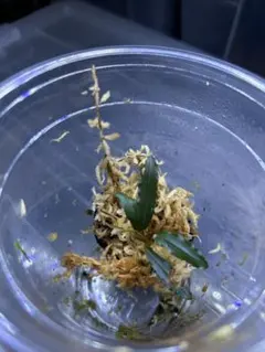 Bucephalandra sp