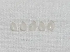 貝 貝殻 標本 チョウチョウミドリガイ×5個　147