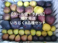 【予約用】訳あり　常温発送　地域限定●福岡県産いちじく8品種セット（品種名なし） 8/26収穫】常温発送 地域限定○福岡県産いちじく8品種セット（品種名