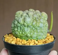 jj様 リクエスト 3点 まとめ商品