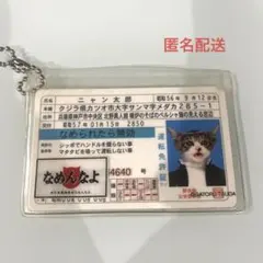 専用出品　なめ猫免許証 なめねこ カード なめ猫 免許証 昭和レトロ 23枚｜Yahoo!フリマ
