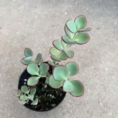 2025年最新】越中ミセバヤの人気アイテム - メルカリ