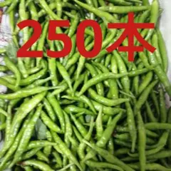 超激辛青唐辛子❗げきから君 2kg 農薬を用いない農家直送 激辛青唐辛子❗2品種セット 無農薬の農家直送