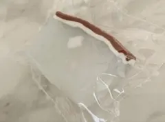 CreamyTree ココナッツ