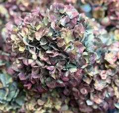 きよひよひな様　専用ページ